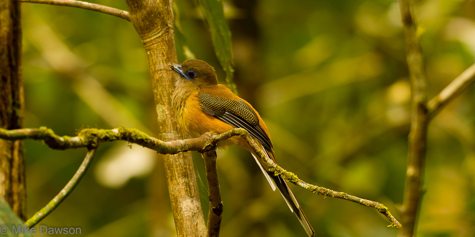 image Malabar Trogon